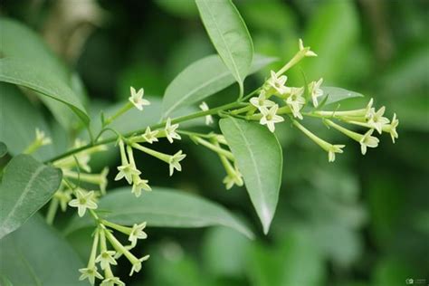 夜來香花期|夜來香什麼時候開花